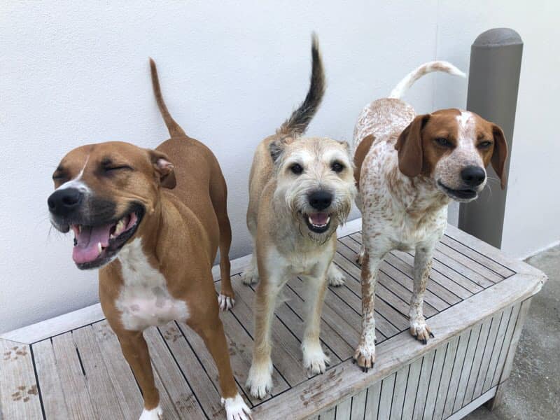 Dog and Cat Boarding Bonita Springs FL Bonita Boarding Kennel & Pet Camp